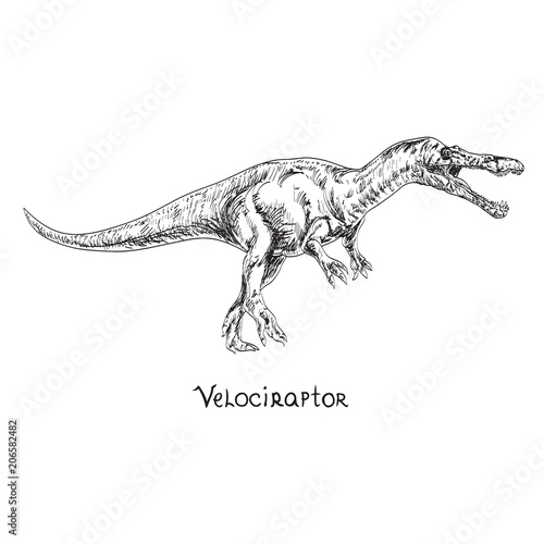 Velociraptor  hand drawn black and white doodle sketch  vector illustration with inscription