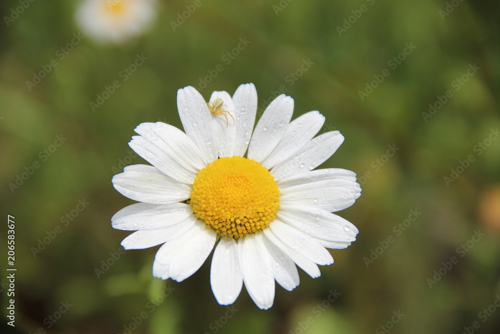 Fototapeta premium Marguerite