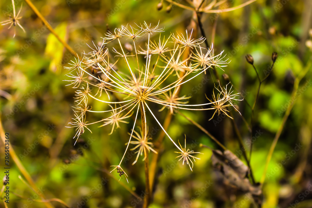 autumn landscape dry prickly plant autumn landscape dry prickly plant