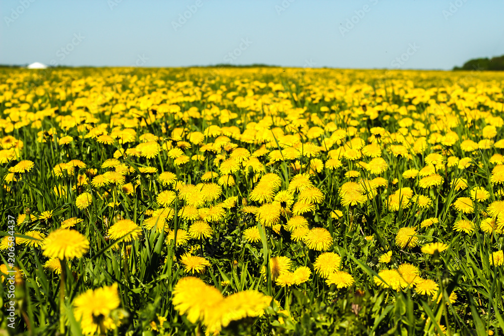 Fototapeta premium Yellow flowers of a dandelion field, blue sky