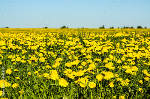 Yellow flowers of a dandelion field, blue sky