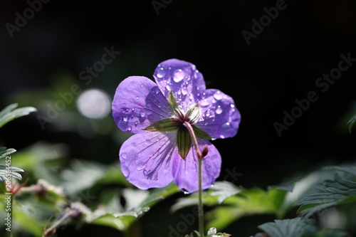 Fototapeta Naklejka Na Ścianę i Meble -  géranium des bois