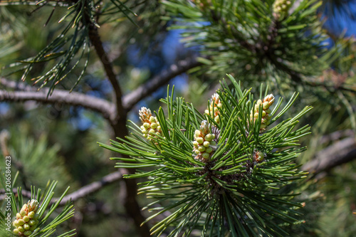 lump on the branches