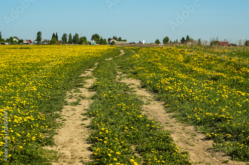 village road in the middle of a field of dandelions