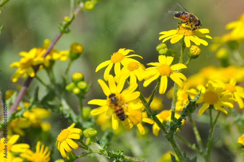 Honey bee collecting nectar from yellow flowers in the spring time. Bee pollinating yellow wild flowers Honey bee collecting nectar from yellow flowers in the spring time. Bee pollinating yellow wild flowers