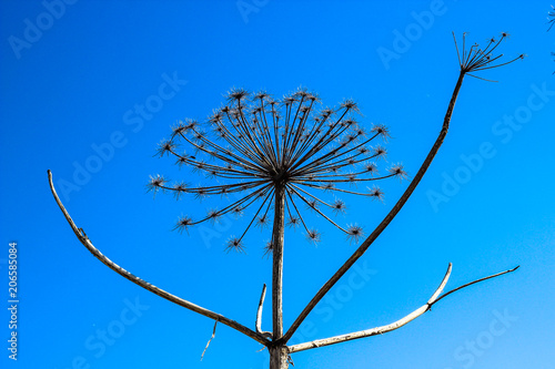 the giant Hogweed plant in a dry field and blue sky