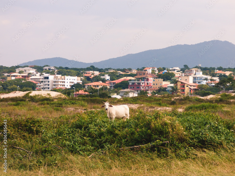 A cow in the dunes of Santinho beach, buildings and houses in the background - Florianopolis, Brazil