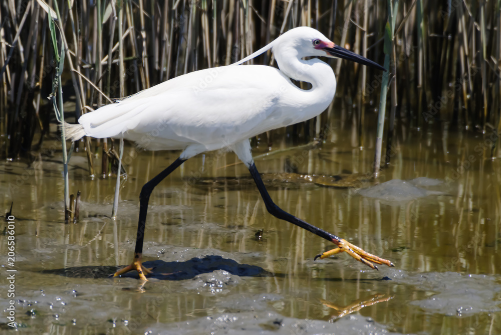 Walking white egret with black tights and yellow heels. Walking white egret with black tights and yellow heels.