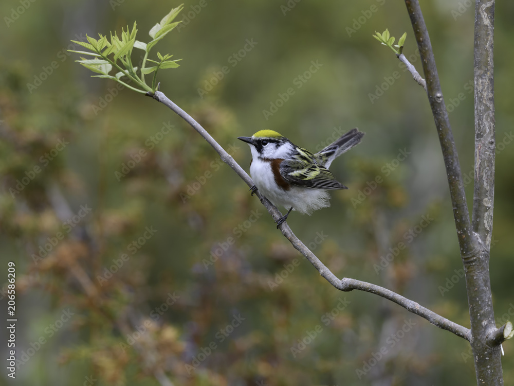 Chestnut-sided Warbler Singing in Spring on Green Background Chestnut-sided Warbler Singing in Spring on Green Background