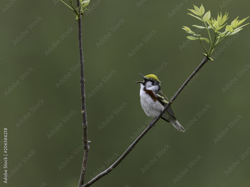 Fototapeta premium Chestnut-sided Warbler Singing in Spring on Green Background