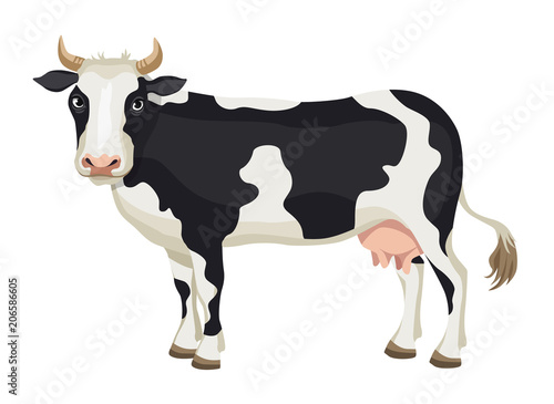 Vector cartoon black and white cow isolated on white background - dairy products, farming photo