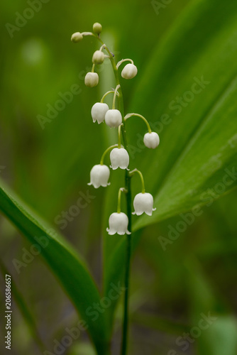 macro shooting. lily of the valley. flowers of the red book