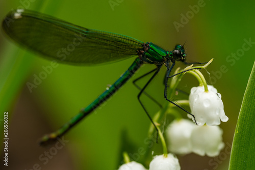 macro shooting. green dragonfly on white lily of the valley