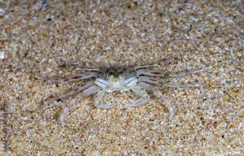 crab on the beach © vadim_fl