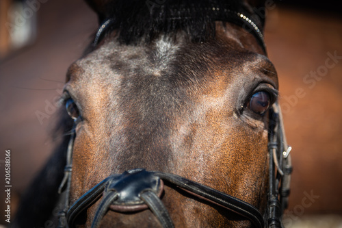 the horse's eyes © Volodymyr
