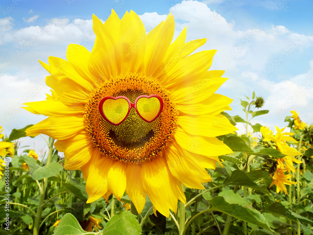 Sonnenblume mit Sonnenbrille - Smile Stock-Foto | Adobe Stock