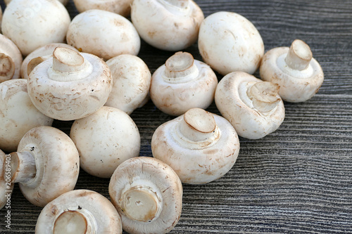 edible culture mushroom