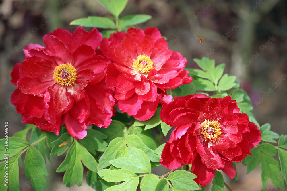 牡丹の花 牡丹の花