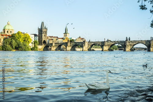 Swan from Charles Bridge in Prague on the river