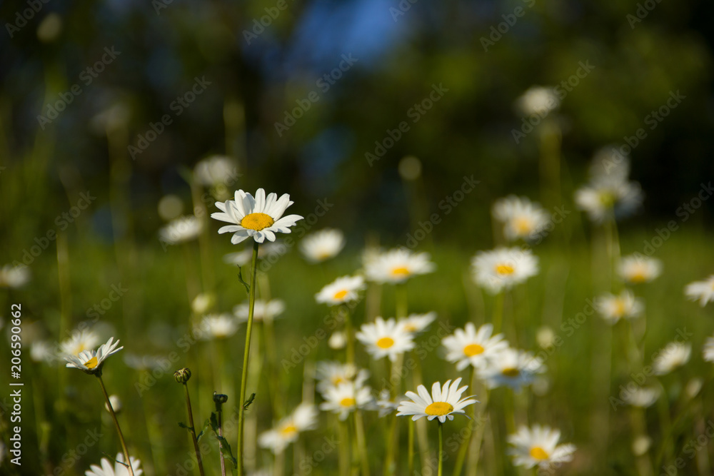 A lot of chamomile on a green meadow