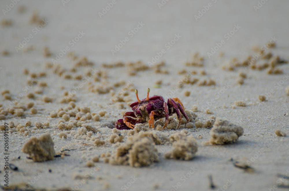 Purple crab crawling out of hole in sand at beach in northern Senegal, Africa Purple crab crawling out of hole in sand at beach in northern Senegal, Africa