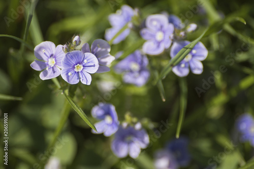 Detailed small purple flowers in a grass during spring