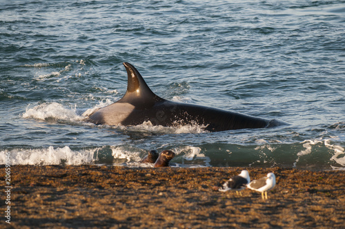 Orca attacking sea lions, Patagonia Argentina