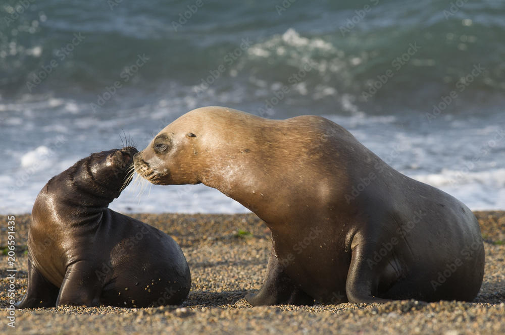 Obraz premium Mother and baby sea lion, Patagonia