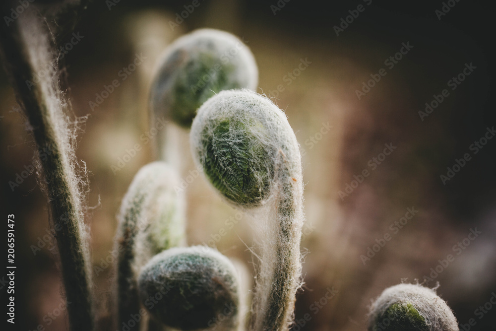 Fototapeta premium Fiddlehead 2018