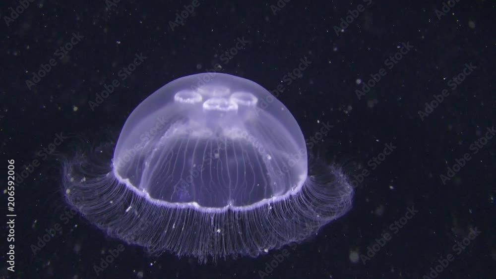 Common jellyfish (Aurelia aurita) on the greenish background of the water column, vertical movement. Common jellyfish (Aurelia aurita) on the greenish background of the water column, vertical movement.