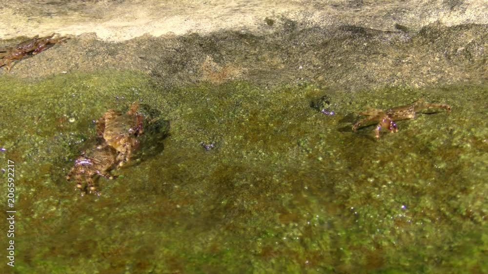 Several Marbled rock crab (Pachygrapsus marmoratus) on the water's edge. Several Marbled rock crab (Pachygrapsus marmoratus) on the water's edge.
