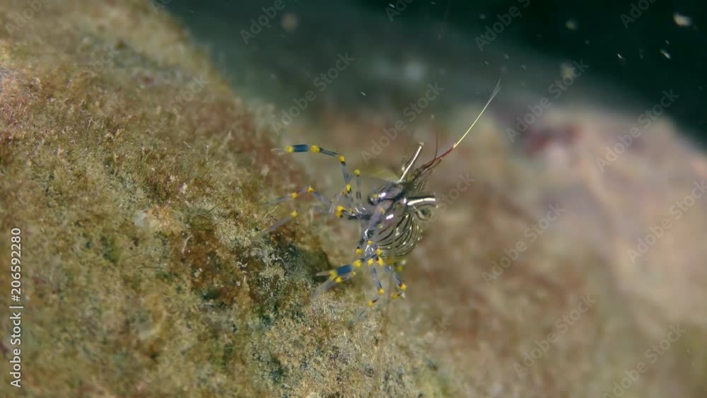 Grass Prawn (Palaemon elegans) is looking for food on a stone overgrown with algae. Grass Prawn (Palaemon elegans) is looking for food on a stone overgrown with algae.
