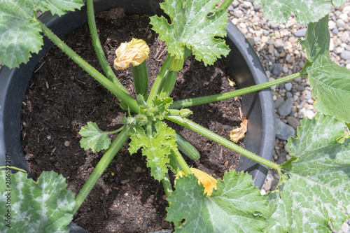 Wallpaper Mural gemüse im garten - Frische Gurke Torontodigital.ca