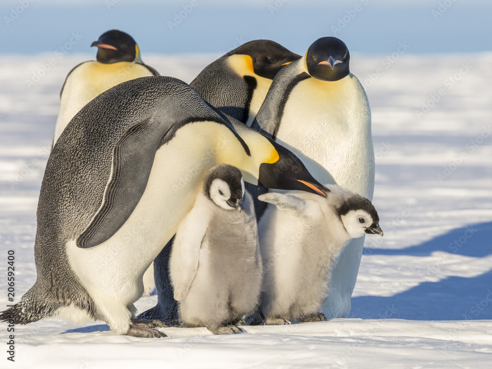 Obraz premium Emperor Penguins on the Frozen Weddell Sea
