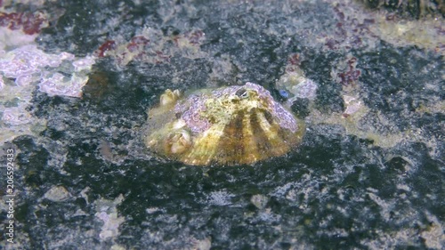 Gastropod Common limpet (Patella sp.) on stone, close-up. photo