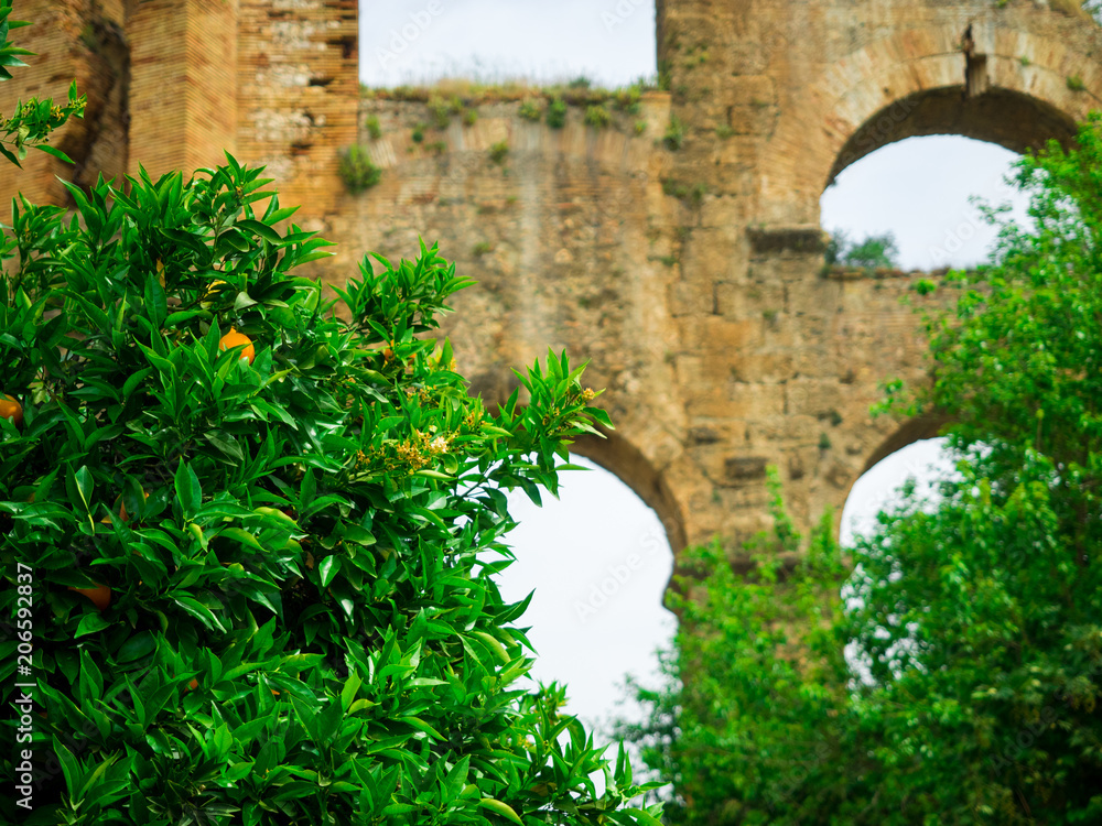 Orange trees plants with ripe fruits. Orange trees plants with ripe fruits.