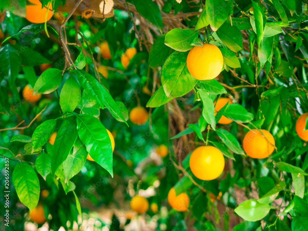 Orange trees plants with ripe fruits.