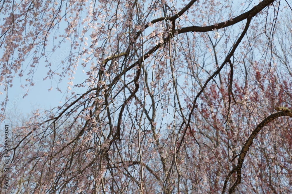 Spring beautiful pink color with trees and blossom. Spring beautiful pink color with trees and blossom.