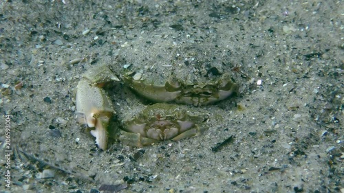 Reproduction of swimming crab (Liocarcinus holsatus): crabs pair half buried in the ground, near the fish swims. photo