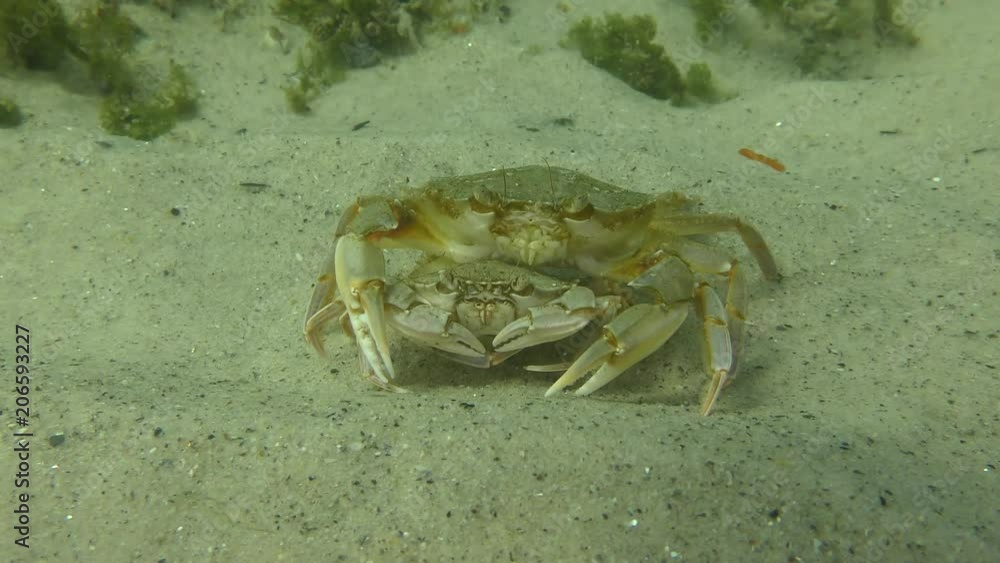 Reproduction of swimming crab (Liocarcinus holsatus): a pair of crabs on a sandy bottom, wide shot. Reproduction of swimming crab (Liocarcinus holsatus): a pair of crabs on a sandy bottom, wide shot.
