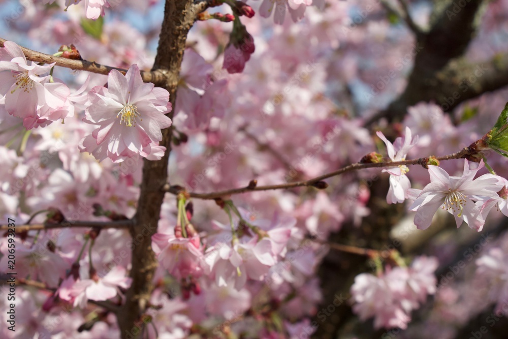 Spring beautiful pink color with trees and blossom. Spring beautiful pink color with trees and blossom.