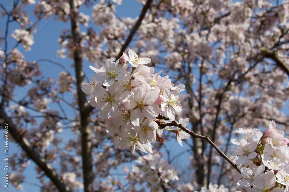 Spring beautiful pink color with trees and blossom.