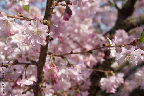 Spring beautiful pink color with trees and blossom. © Ittoop