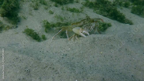 Reproduction of Flying swimming crab (Liocarcinus holsatus): a pair of crabs change position on the sandy bottom, wide shot. photo