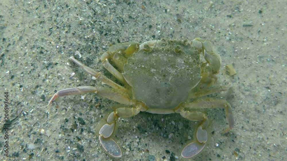 Reproduction of Flying swimming crab (Liocarcinus holsatus): a pair of crabs sits on a sandy bottom, then leaves the frame, a top view. Reproduction of Flying swimming crab (Liocarcinus holsatus): a pair of crabs sits on a sandy bottom, then leaves the frame, a top view.