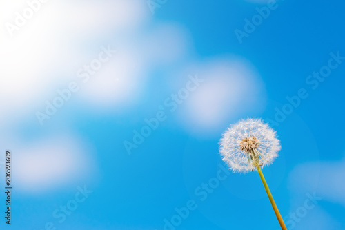 Dandelion with seeds across a cloudy blue sky
