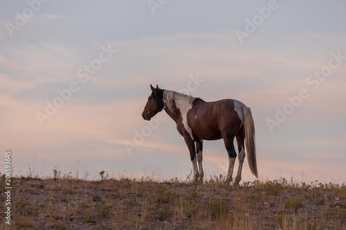 Wild Horse in a Desert Sunset © natureguy
