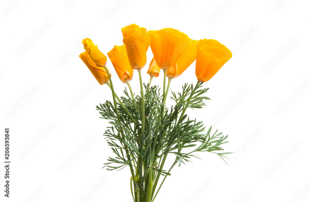 Fototapeta premium Californian poppy isolated
