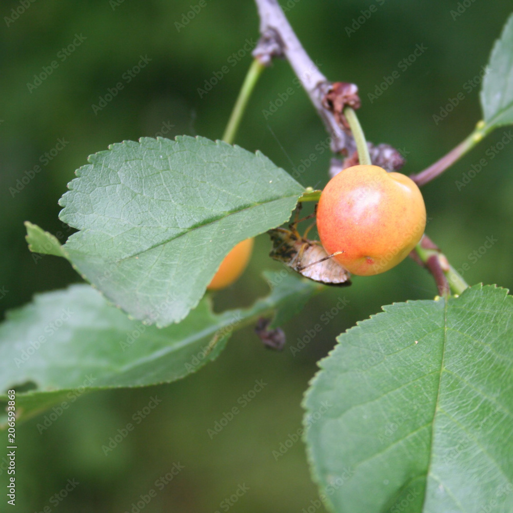 Marmorated stink bug or known as Halyomorpha halys on a sour cherry fruit Marmorated stink bug or known as Halyomorpha halys on a sour cherry fruit