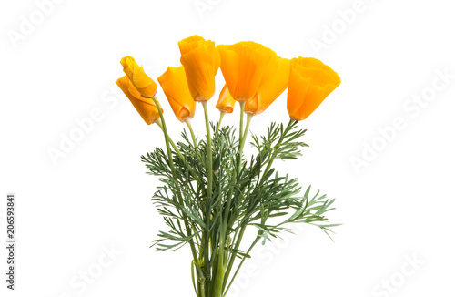 Fototapeta Naklejka Na Ścianę i Meble -  Californian poppy isolated